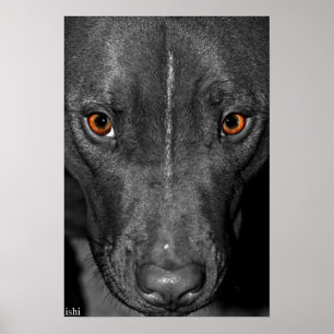 Affiches Yeux de pitbull. En noir et blanc et couleur
