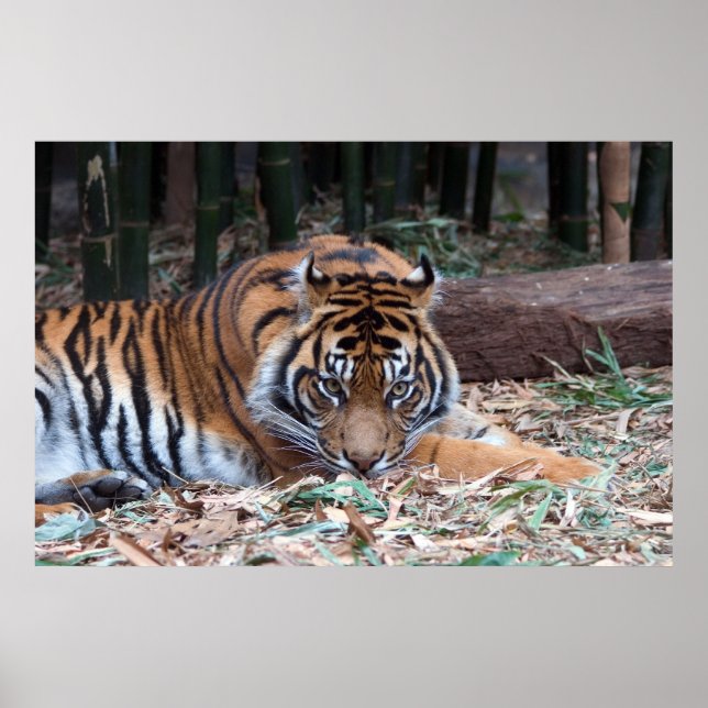 Affiches Yeux du tigre (Devant)