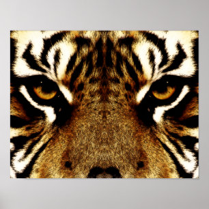 Affiches Yeux d'un tigre