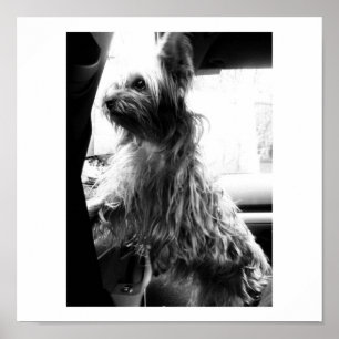 Affiches Yorkie