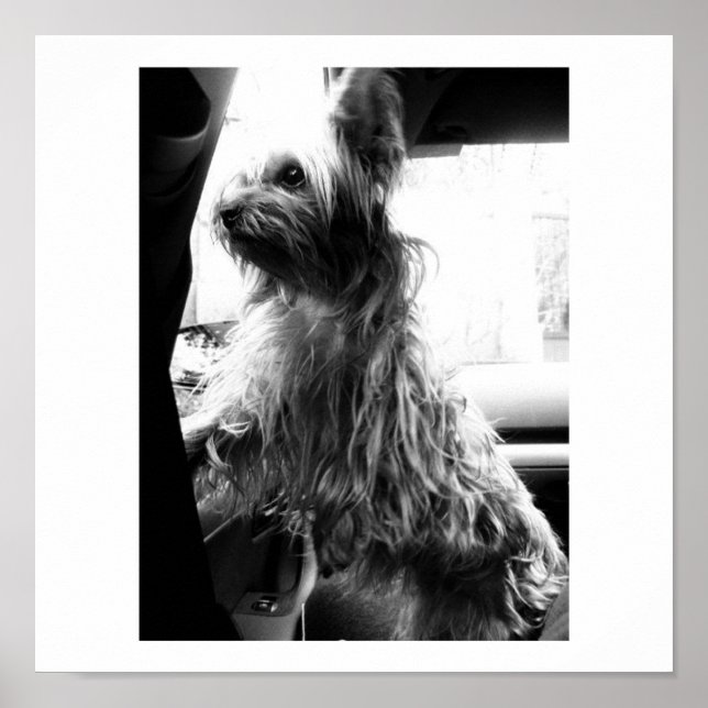 Affiches Yorkie (Devant)