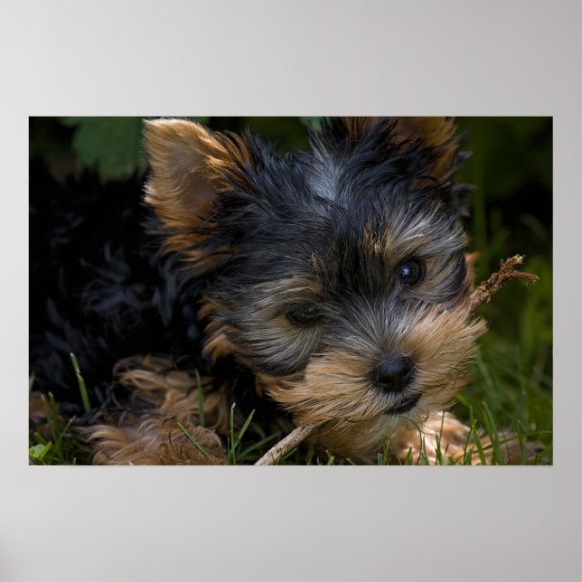 Affiches Yorkshire (Devant)