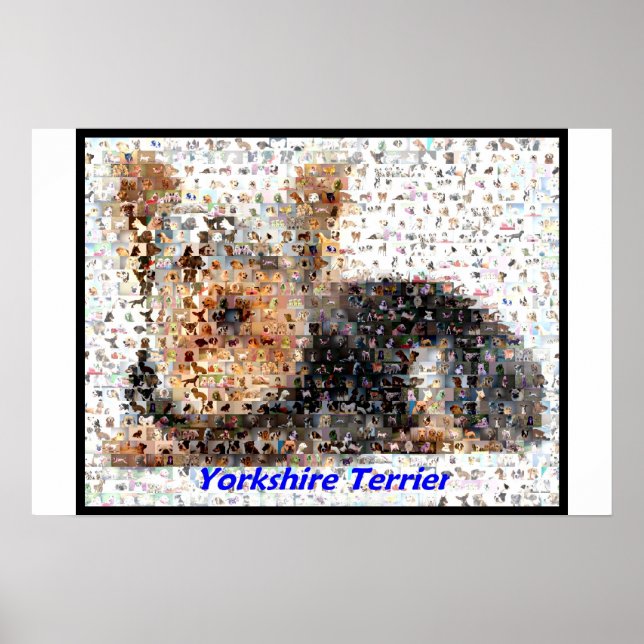 Affiches Yorkshire Terrier Montage (Devant)