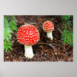 Affiches Young Amanita muscaria