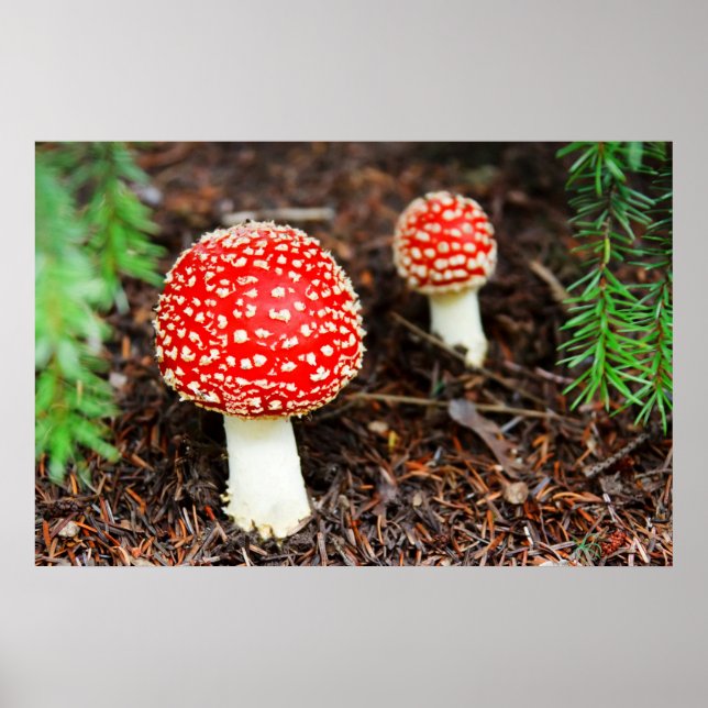 Affiches Young Amanita muscaria (Devant)