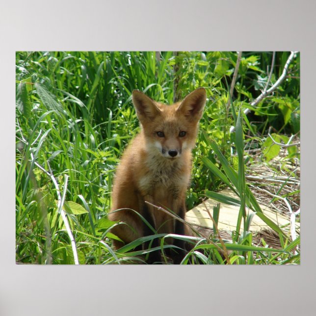 Affiches Young Fox (Devant)