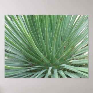 Affiches Yucca
