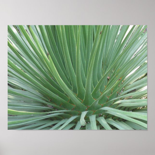 Affiches Yucca (Devant)