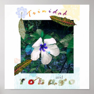 Affiches zazzle bleu de solides totaux de pollen