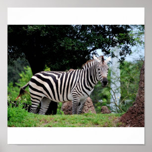 Affiches Zebra