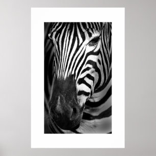 Affiches Zebra #1