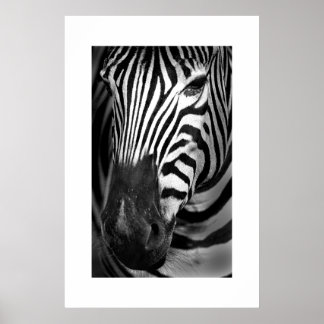 Affiches Zebra #1