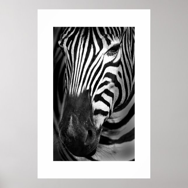 Affiches Zebra #1 (Devant)