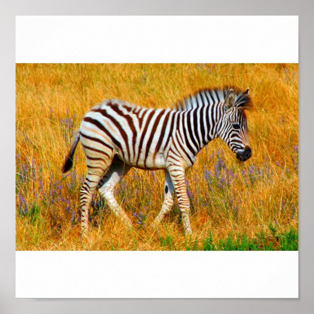 Affiches Zebra Baby (Devant)