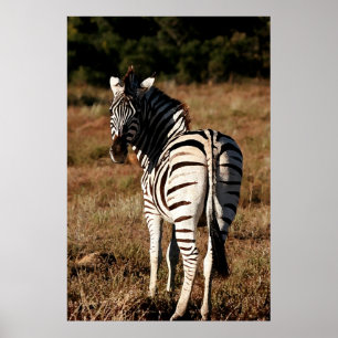Affiches Zebra derrière l'affiche