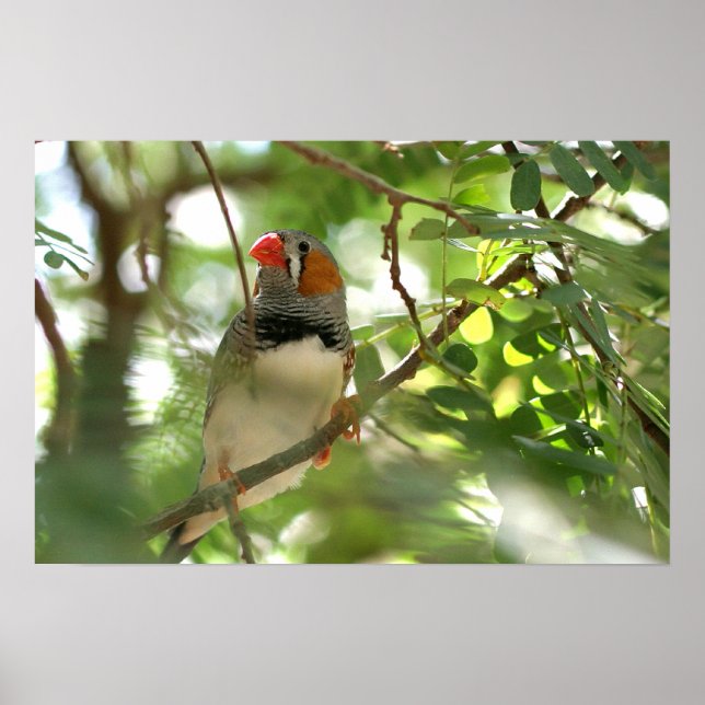 Affiches Zebra Finch (Devant)