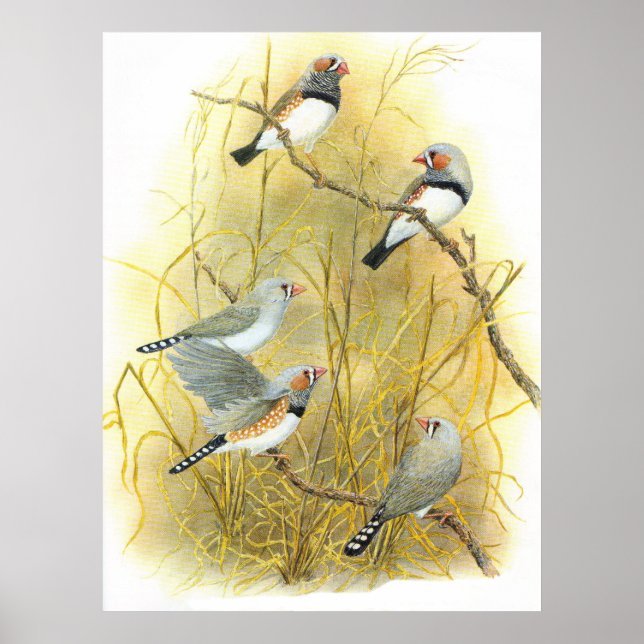 Affiches Zebra Finch Group - Taeniopygia guttata (Devant)