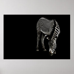 Affiches Zebra P4435 Imprimer