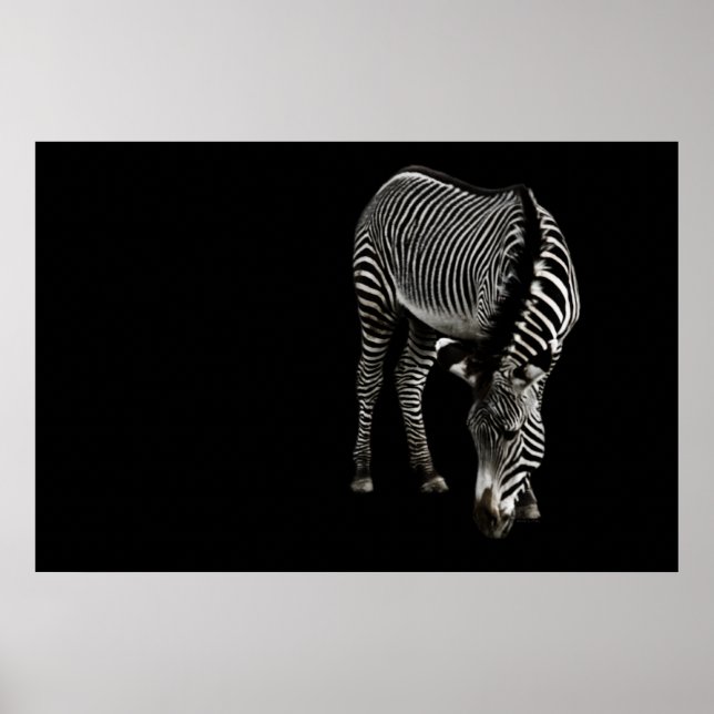Affiches Zebra P4435 Imprimer (Devant)