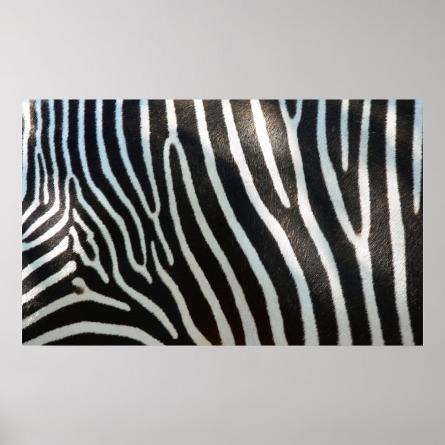 Affiches Zebra Stripes (Devant)