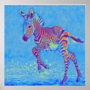 Affiches zèbre bleu bébé courant
