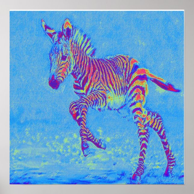Affiches zèbre bleu bébé courant (Devant)