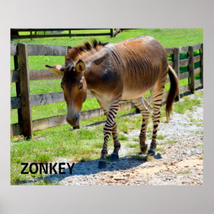 Affiches Zèbre et âne de pièce de Zonkey