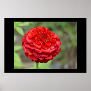 Affiches Zinnia rouge rouge