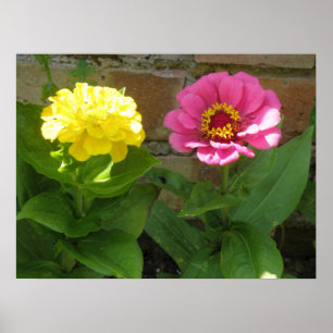 Affiches Zinnias rose et jaune