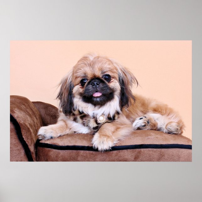Affiches Zoe - Pekingese (Devant)