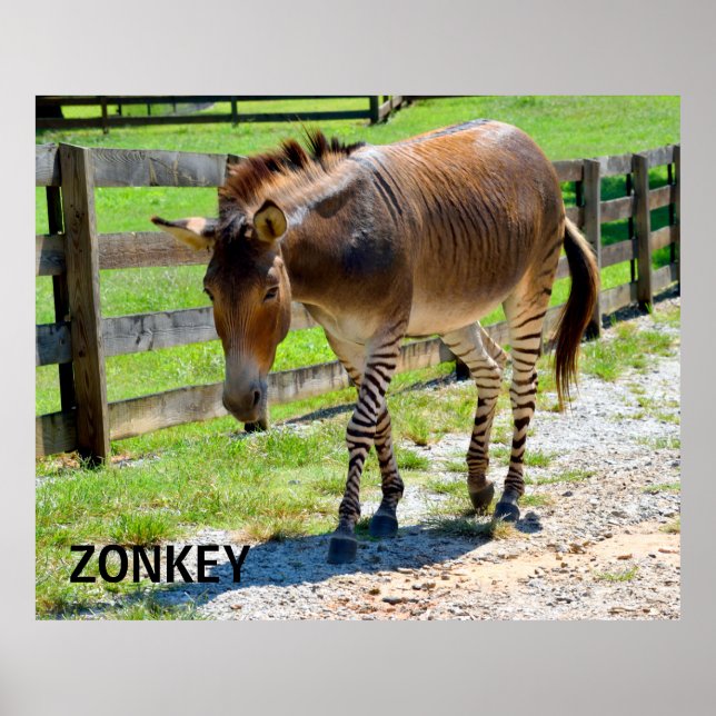 Affiches Zonkey partie Zebra et Donkey (Devant)