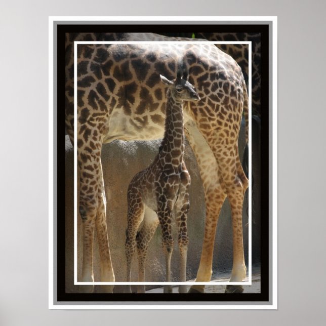 Affiches Zoo Baby 1 (Devant)