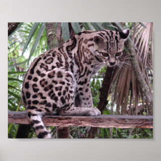 Affiches Zoo de Belize