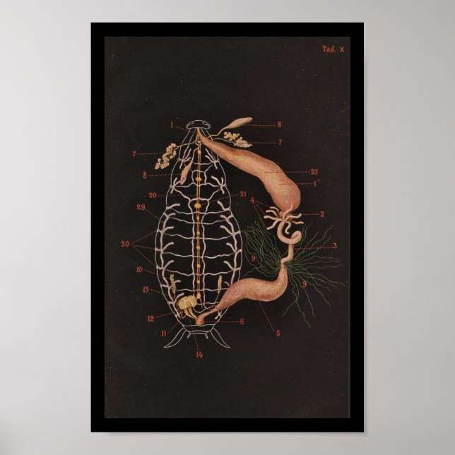 Affiches Zoologie vintage Imprimer Cockroach (Devant)