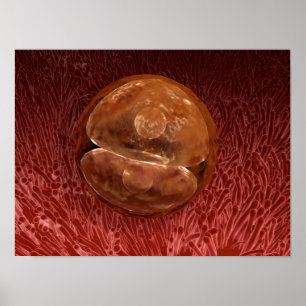 Affiches Zygote Development: 24-36 Hours