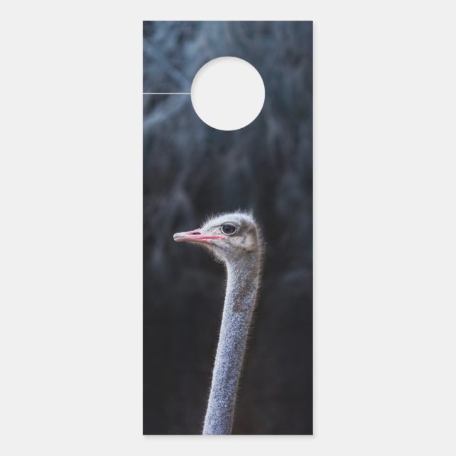 Affichette De Porte portrait d'autruche (Devant)