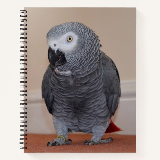African Grey Parrot Journal (Devant)