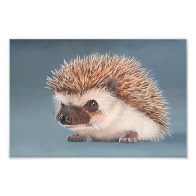 African Pigmy Hedgehog Poster (Devant)