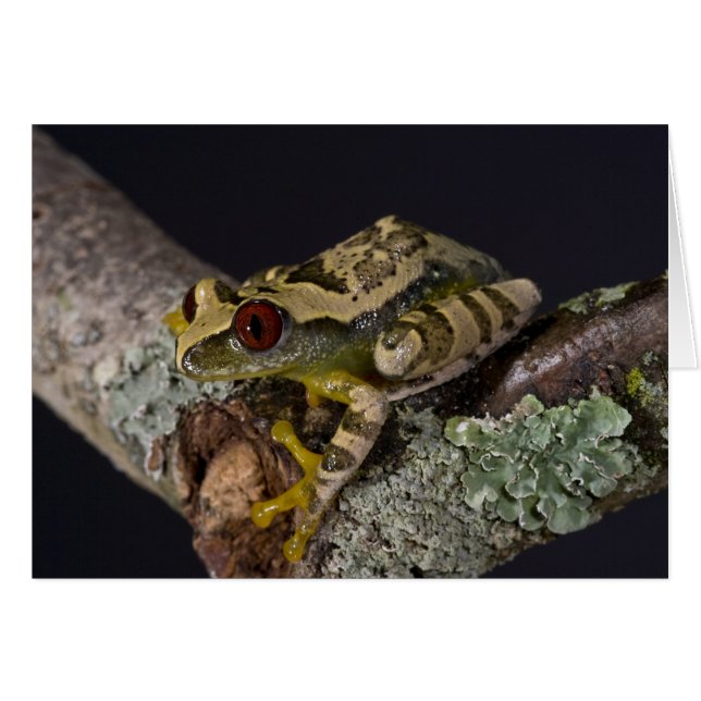 African Red Eye Treefrog, Leptopelis (Devant horizontal)