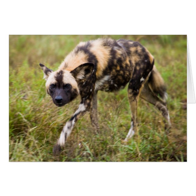 African Wild Dog, Madikwe Game (Devant horizontal)
