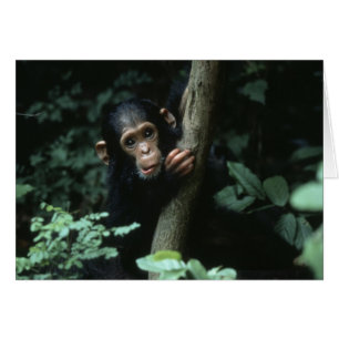 Afrique, Afrique orientale, Tanzanie, Parc nationa