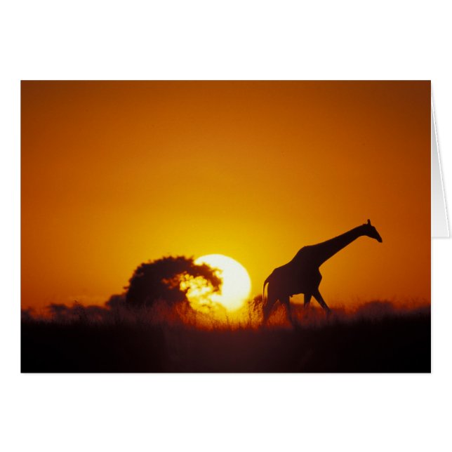 Afrique, Botswana, Parc national de Chobe, Girafe  (Devant horizontal)