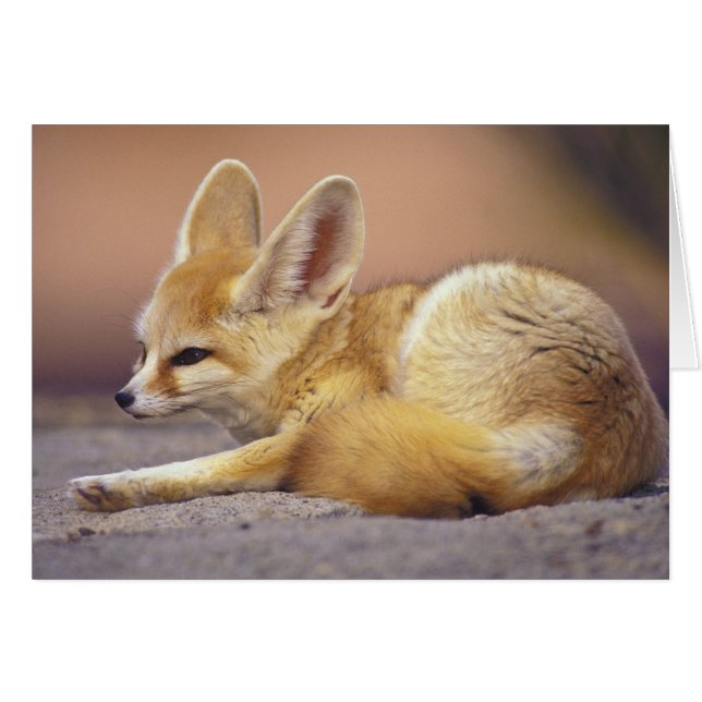 Afrique du Nord. Fennec Fennecus zerda) (Devant horizontal)