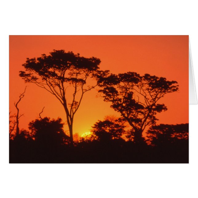 Afrique du Sud.  Coucher de soleil africain. (Devant horizontal)