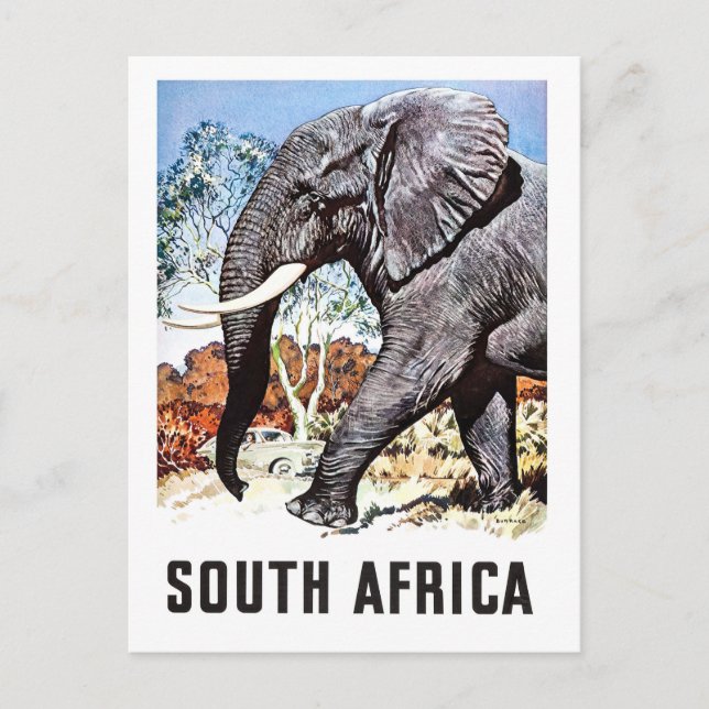 Afrique du Sud, gros éléphant, carte postale voyag (Devant)