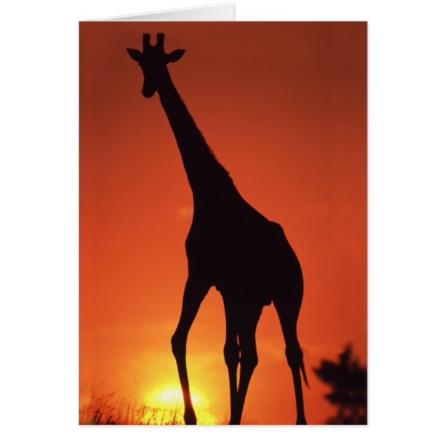 Afrique du Sud, Kruger NP.  Girafe (Giraffa (Devant)