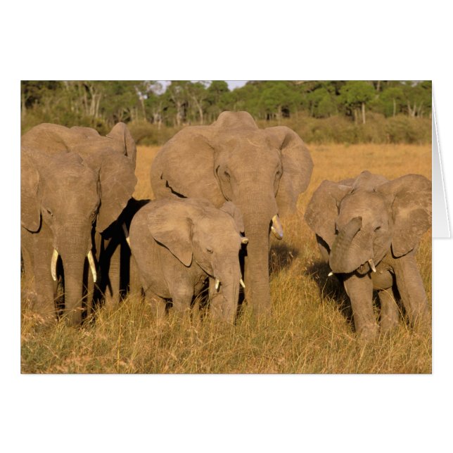 Afrique, Kenya, Masai Mara. Éléphant d'Afrique (Devant horizontal)