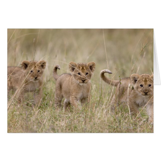 'Afrique, Kenya, Masai Mara Game Reserve' (Devant horizontal)