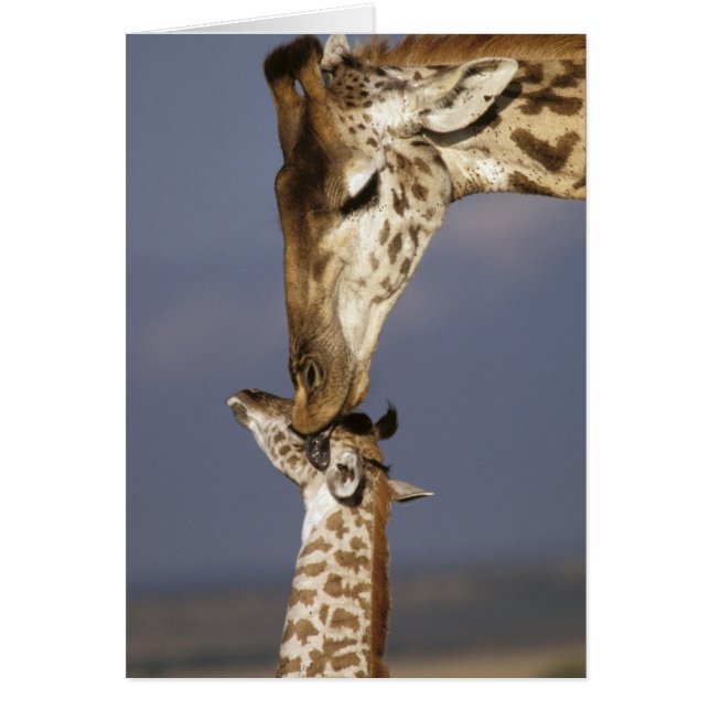 Afrique, Kenya, Masai Mara. Girafes (Giraffa (Devant)