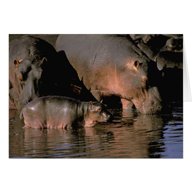 Afrique, Kenya, Masai Mara. Hippopotames communs (Devant horizontal)